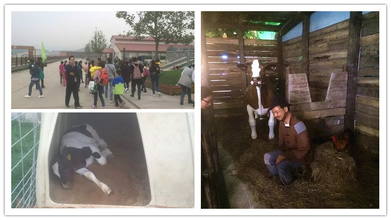 BBunion国际早教石家庄中心活动花絮：君乐宝牧场行